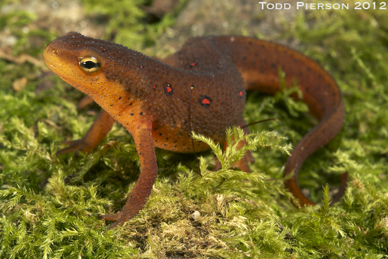 Plancia ëd Notophthalmus viridescens (Rafinesque 1820)