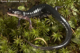 Plethodon shermani Stejneger 1906的圖片