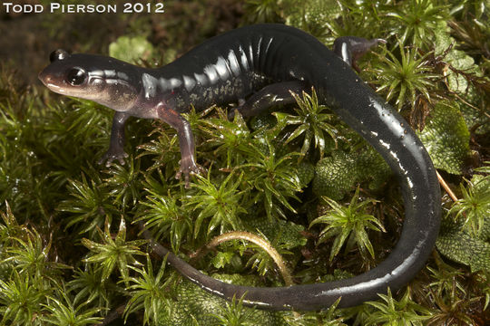 Image of Red-legged Salamander