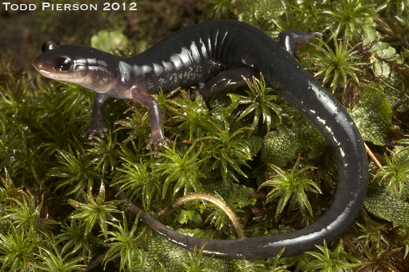 Plethodon shermani Stejneger 1906的圖片