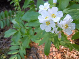 Image of western polemonium