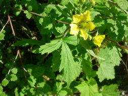 Imagem de Geum macrophyllum Willd.