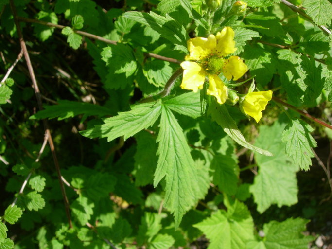 Image of Bigleaf Avens