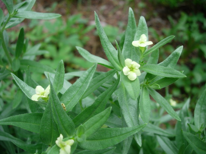 Image de Lithospermum ruderale Dougl. ex Lehm.