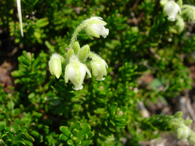 Image de Phyllodoce glanduliflora (Hook.) Coville