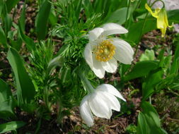 Image of <i>Anemone occidentalis</i>