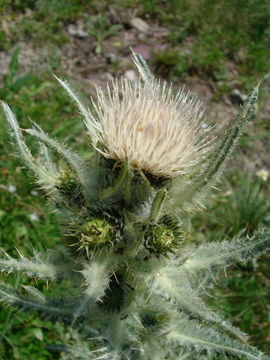 Image of white thistle