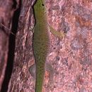 Image of Madagascar Day Gecko