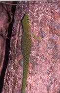 Image of Madagascar Day Gecko