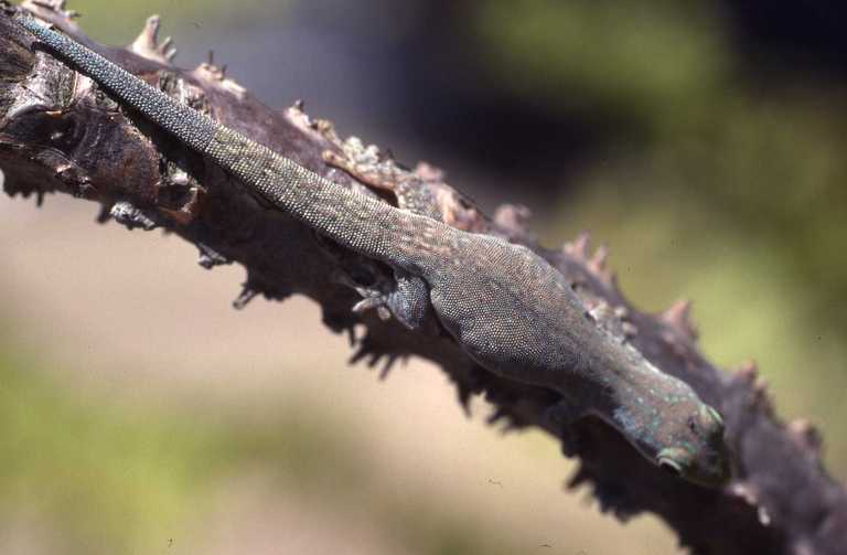 Image of Modest Day Gecko