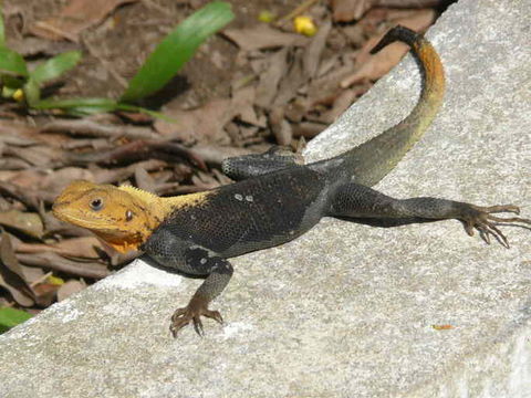 Image of Common agama