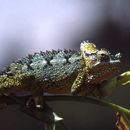 Image of High-casqued chameleon
