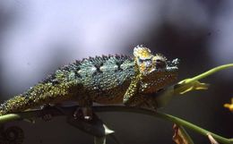 Image de Caméléon à casque élevé