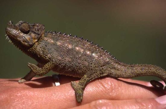 Image of High-casqued chameleon