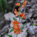 Image of Fendler's globemallow