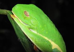 Image of Red-eyed Leaf frog