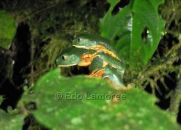 Image of Splendid Leaf Frog