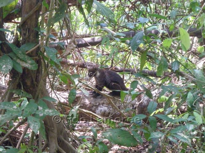 Image of Coatimundi