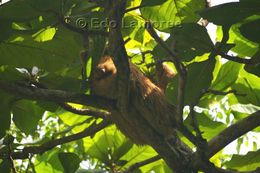Image of Hoffmann's Two-toed Sloth