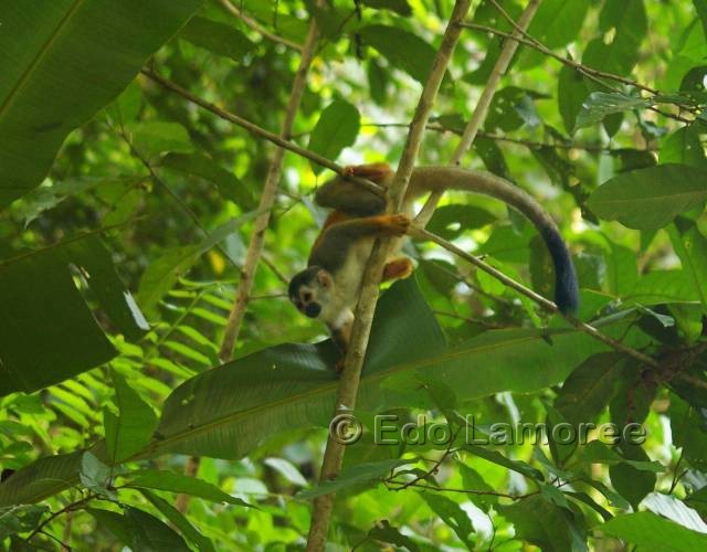 Image of Black-crowned Central American Squirrel Monkey