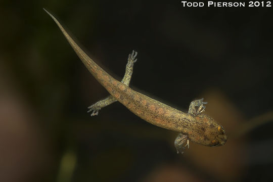 Image of Desmognathus folkertsi Camp, Tilley, Austin & Marshall 2002