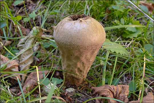 Imagem de Lycoperdon excipuliforme (Scop.) Pers. 1801