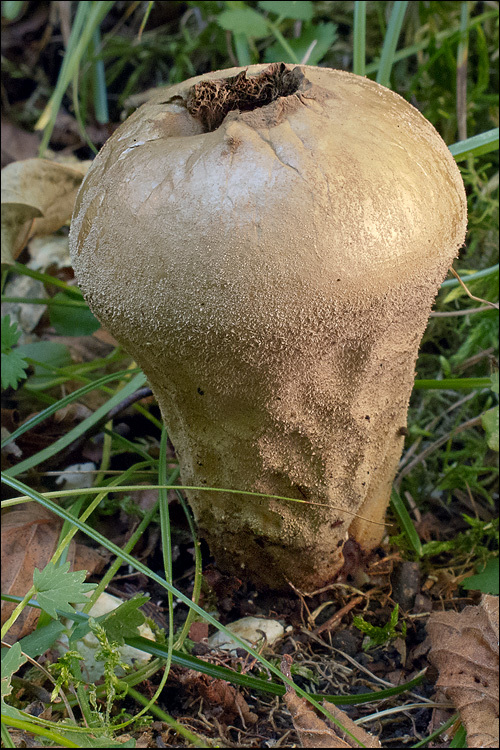 Imagem de Lycoperdon excipuliforme (Scop.) Pers. 1801