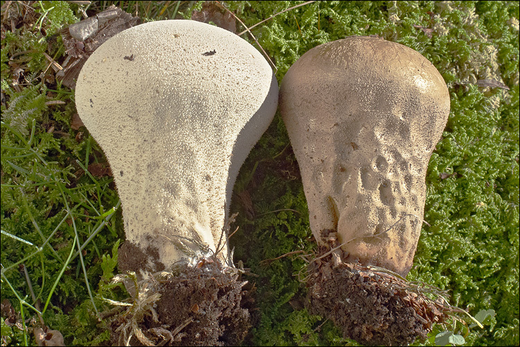 Imagem de Lycoperdon excipuliforme (Scop.) Pers. 1801