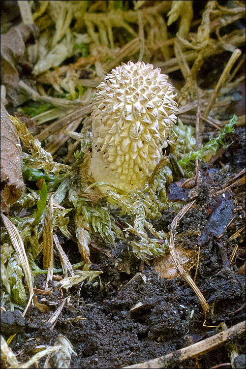 Imagem de Lycoperdon excipuliforme (Scop.) Pers. 1801