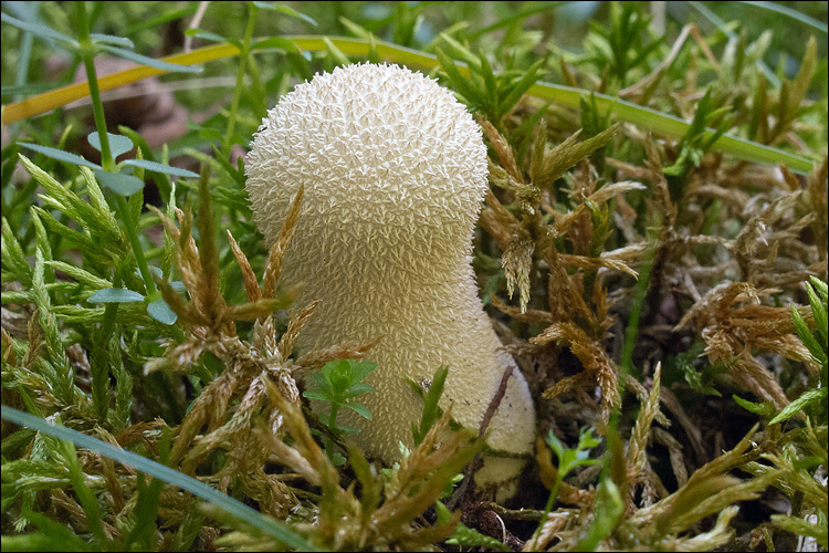 Imagem de Lycoperdon excipuliforme (Scop.) Pers. 1801