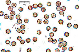 Imagem de Lycoperdon excipuliforme (Scop.) Pers. 1801