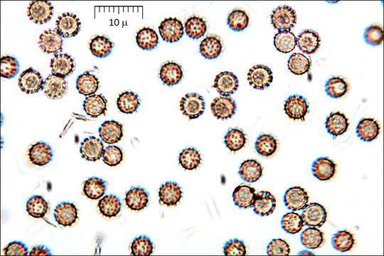 Imagem de Lycoperdon excipuliforme (Scop.) Pers. 1801