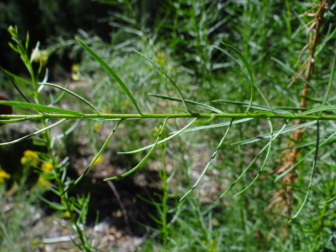 Imagem de Ericameria arborescens (A. Gray) Greene