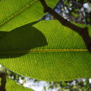 Image of island yellowwood