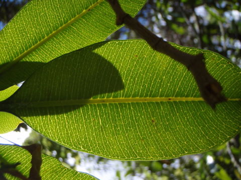 Image of island yellowwood