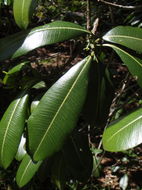 Image of island yellowwood