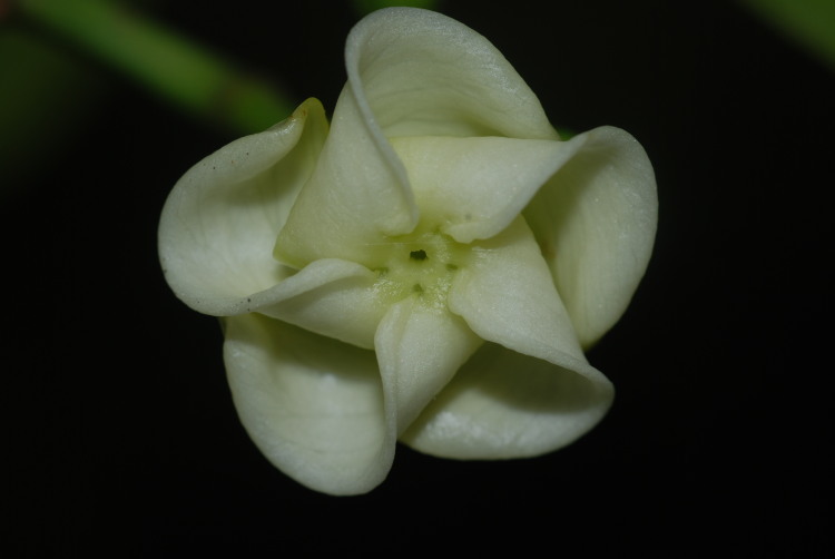 Image of island yellowwood