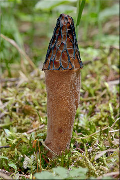 Image de Morchella elata Fr. 1822