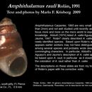 Plancia ëd Amphithalamus rauli Rolán 1991