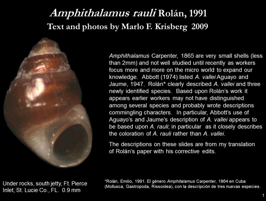 Plancia ëd Amphithalamus rauli Rolán 1991