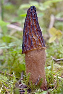 Image of Black Morel