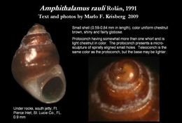 Image of Amphithalamus rauli Rolán 1991