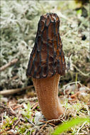 Image of Black Morel