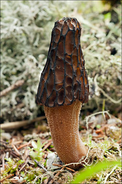 Image of Morchella elata Fr. 1822