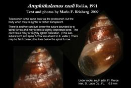 Image of Amphithalamus rauli Rolán 1991