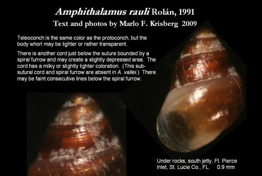 Image de Amphithalamus rauli Rolán 1991