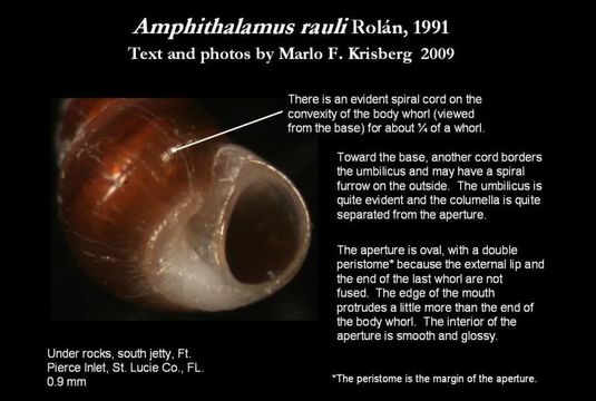 Plancia ëd Amphithalamus rauli Rolán 1991