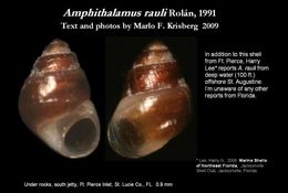 Plancia ëd Amphithalamus rauli Rolán 1991