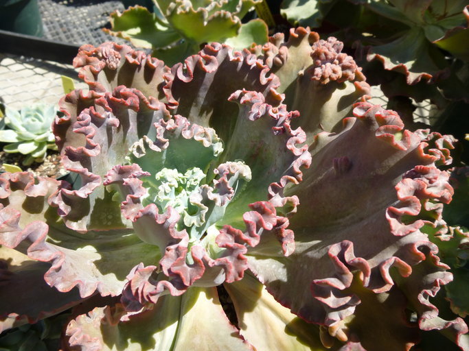 Plancia ëd Echeveria gibbiflora DC.