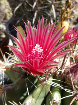 Image of Ferocactus gracilis subsp. coloratus (H. E. Gates) N. P. Taylor